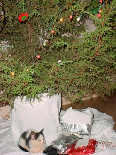 Cameroonian Christmas Tree and Kitten
