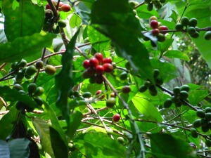 Coffee Berries